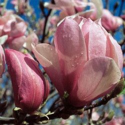 Magnolia vulcan Magnolia vulcan