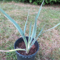 Yucca aloifolia