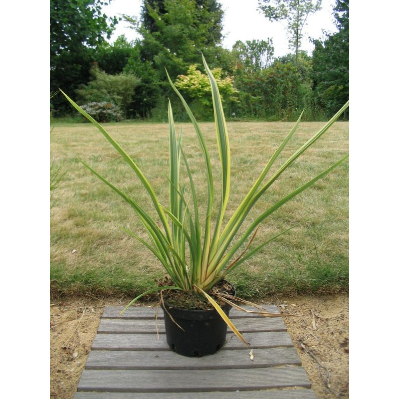 Phormium cookianum 'duet'