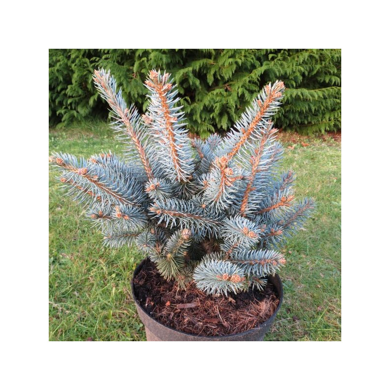 Picea pungens globosa