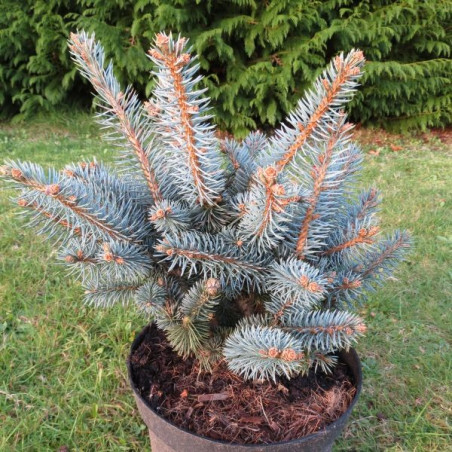 Picea pungens glauca globosa