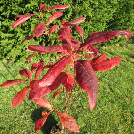 Franklinia alatamaha