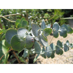 Eucalyptus baby blue