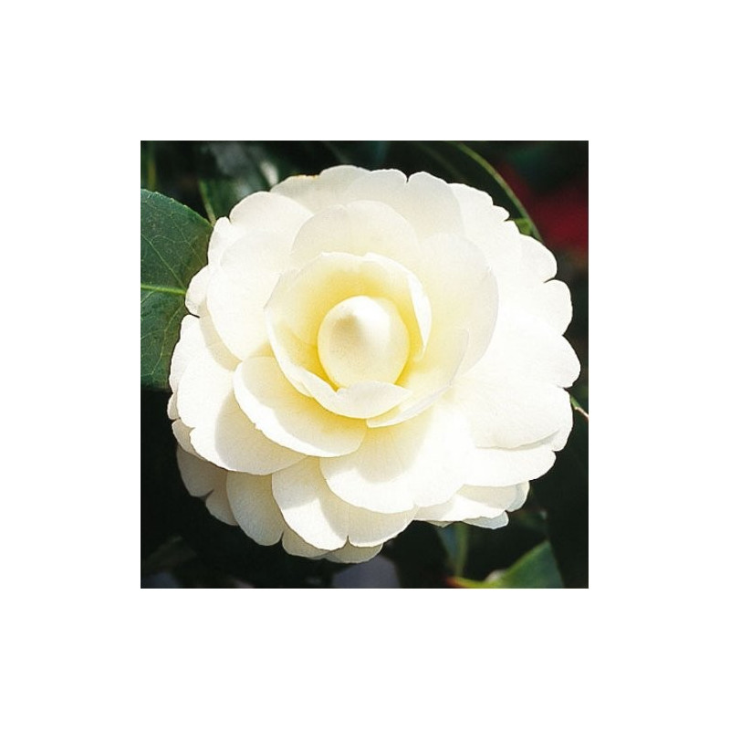 Camellia japonica dahlonega