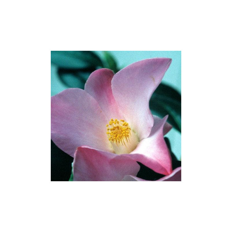 Camellia japonica tulip time