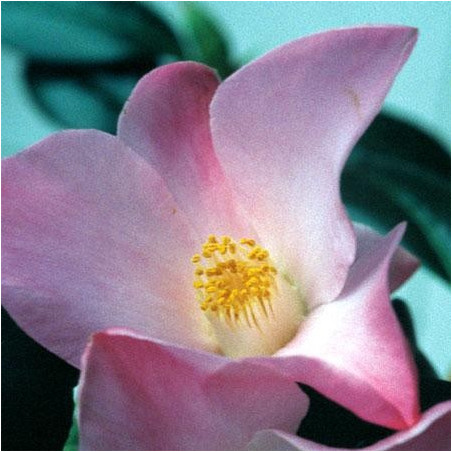 Camellia japonica tulip time