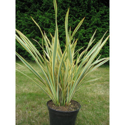 Phormium 'golden ray'