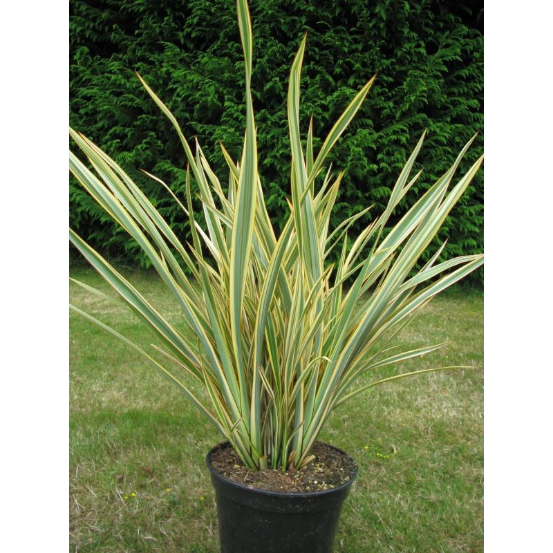 Phormium 'golden ray'