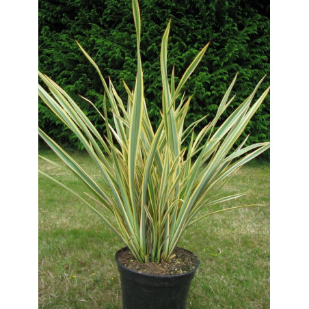 Phormium 'golden ray'