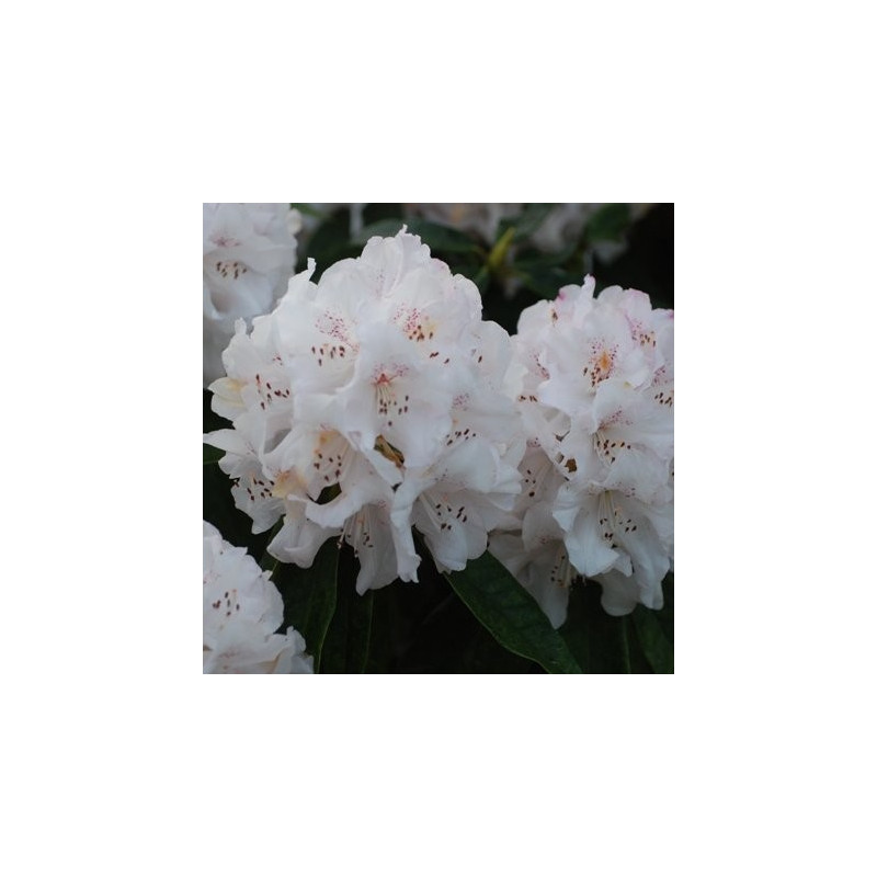 Rhododendron boddaertianum