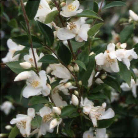 Camellia transnokoensis