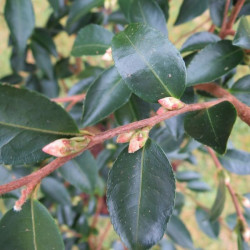 Camellia transnokoensis