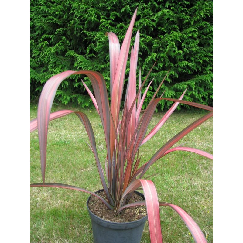 Phormium 'Margaret Jones'