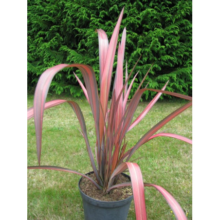 Phormium 'Margaret Jones'