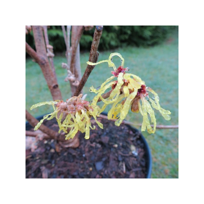 Hamamelis pallida