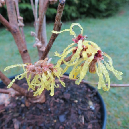 Hamamelis pallida