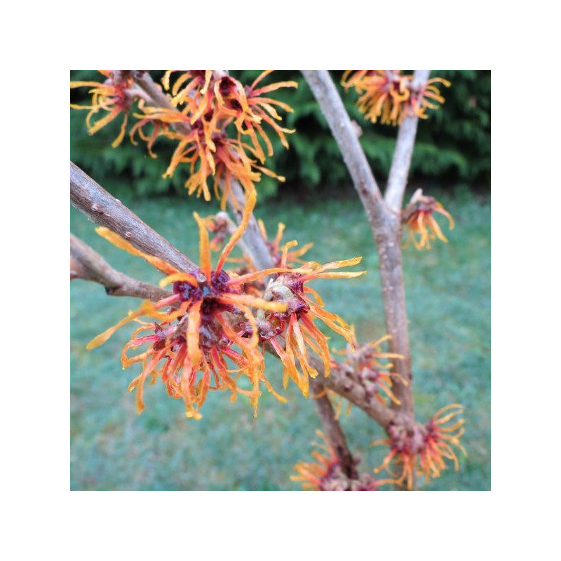 Hamamelis jelena