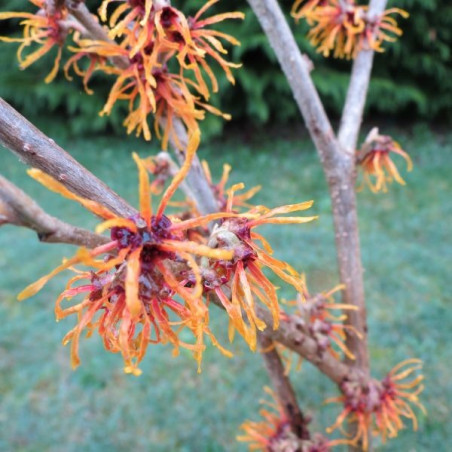 Hamamelis jelena