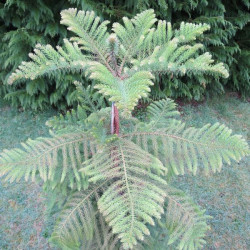 Araucaria heterophylla