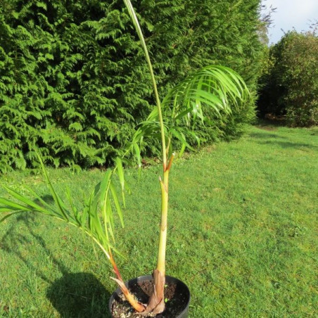 Dypsis baronii