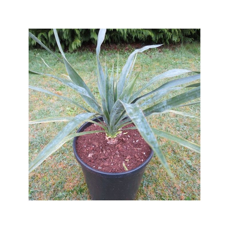 Yucca recurvifolia