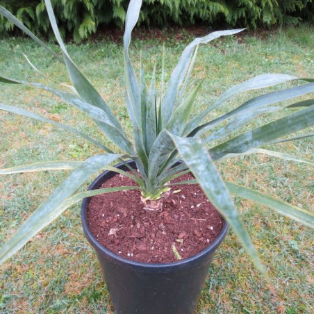 Yucca recurvifolia