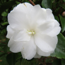 Camellia cinnamon Cindy