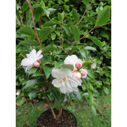 Camellia cinnamon Cindy