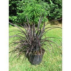 Phormium 'Platt's black'