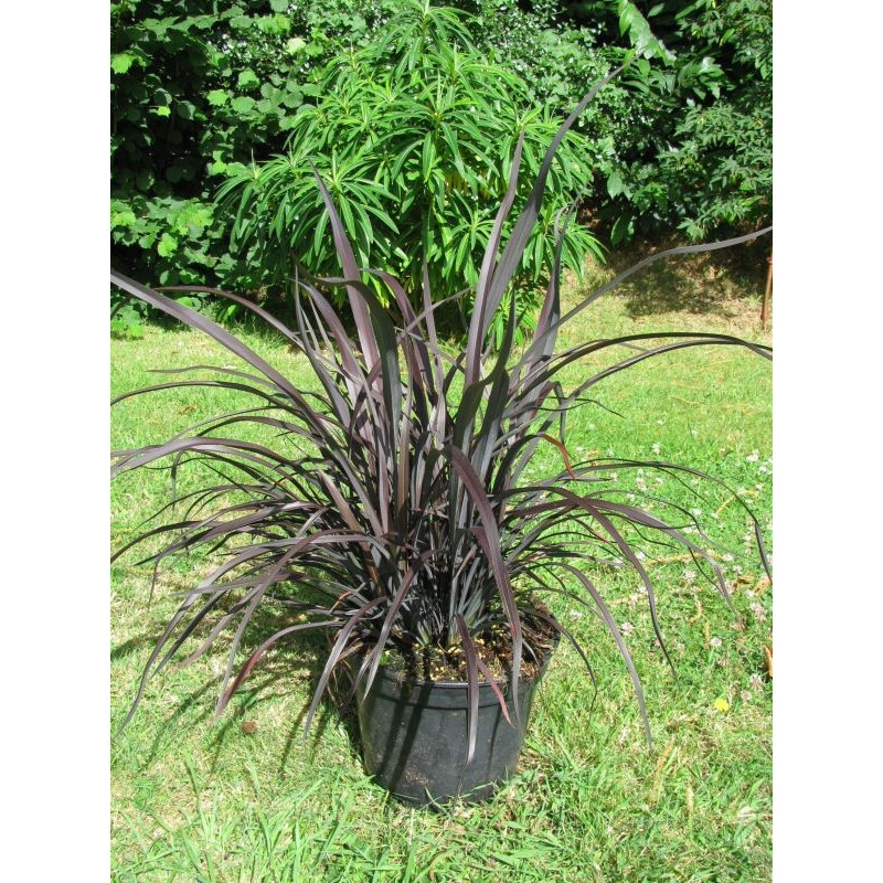 Phormium 'Platt's black' Phormium 'Platt's black'