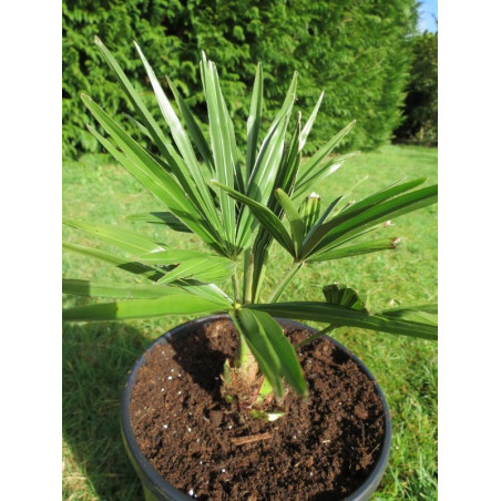 Trachycarpus wagnerianus x fortunei