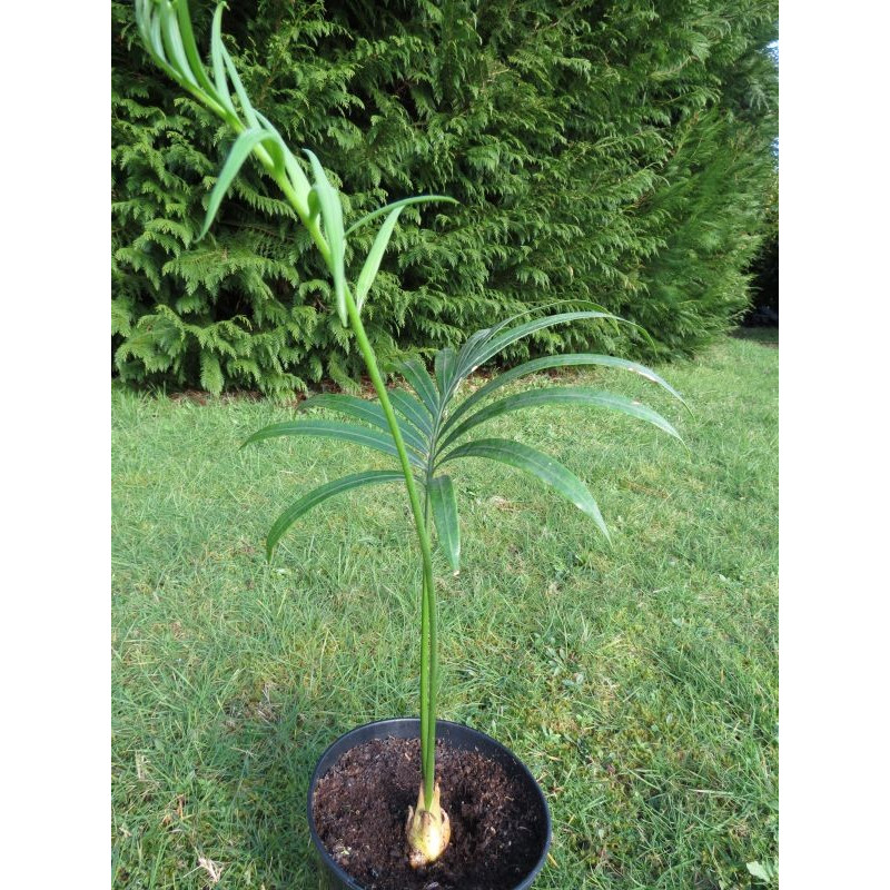 Cycas rumphii