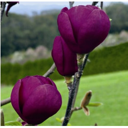 Magnolia black tulip®
