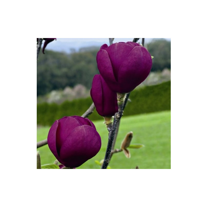 Magnolia black tulip®