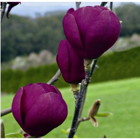 Magnolia black tulip®