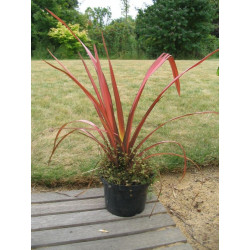 Phormium 'rainbow maiden'