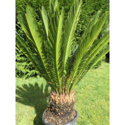 Cycas revoluta 15 l