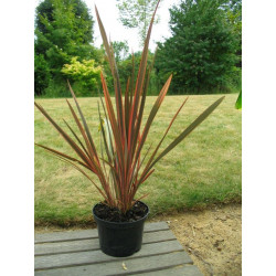 Phormium 'sundowner'