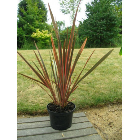 Phormium 'sundowner'