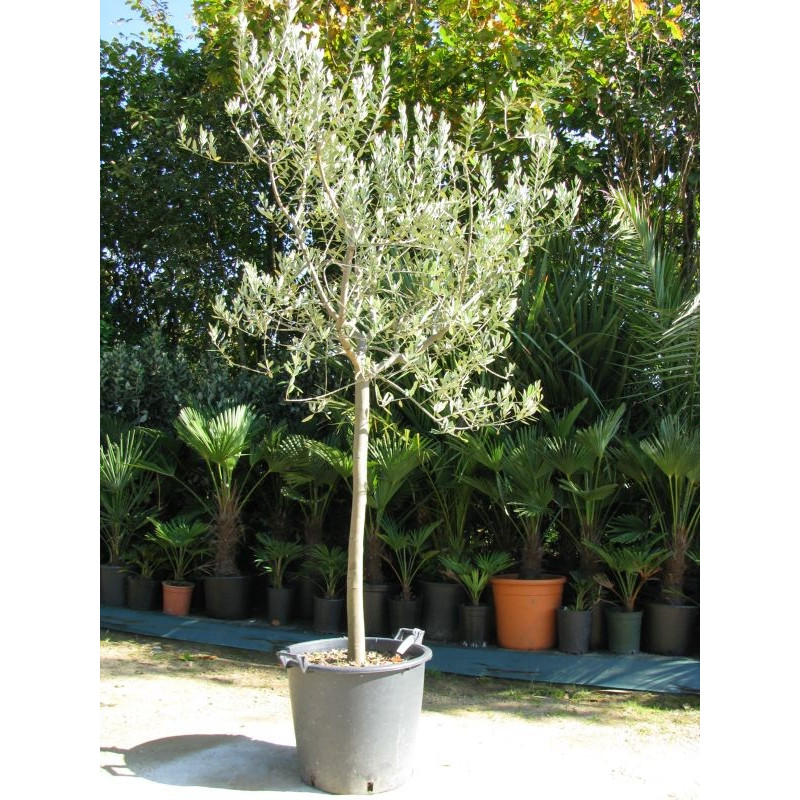 Olivenbaum Leccino – 7 Jahre Alt, Stammumfang 16 Cm, Bis 200 Cm Hoch, Im 35-cm-Topf, Aus Italien