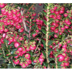 Gaultheria mucronata crimsoniana