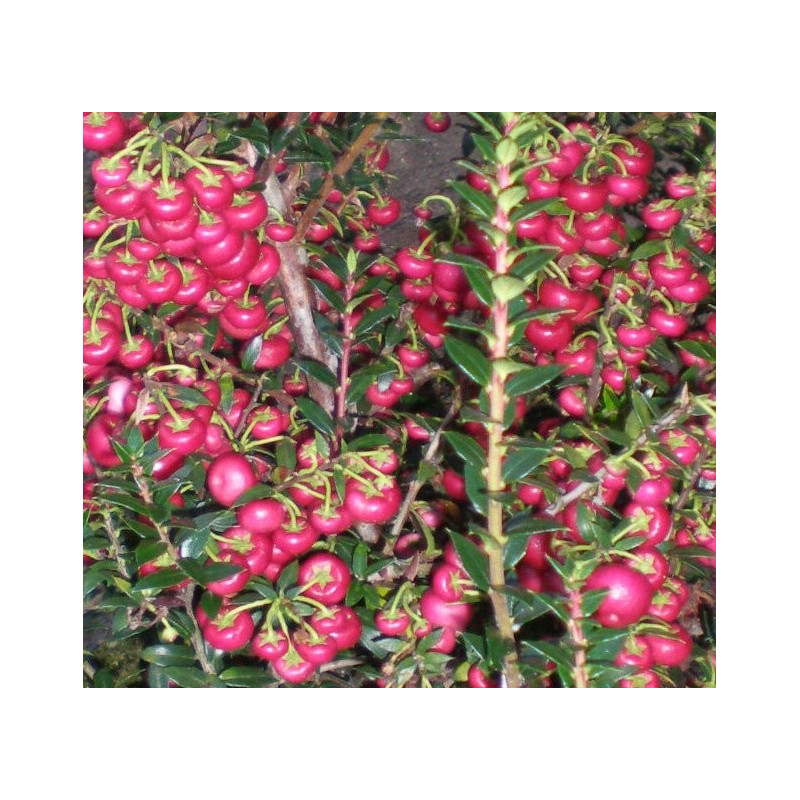 Gaultheria mucronata crimsoniana