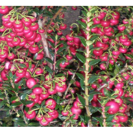 Gaultheria mucronata crimsoniana