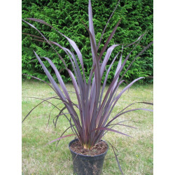 Phormium tenax 'all black'