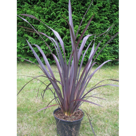 Phormium tenax 'all black'