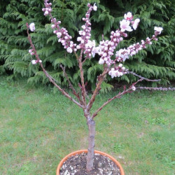 Prunus little purple delight