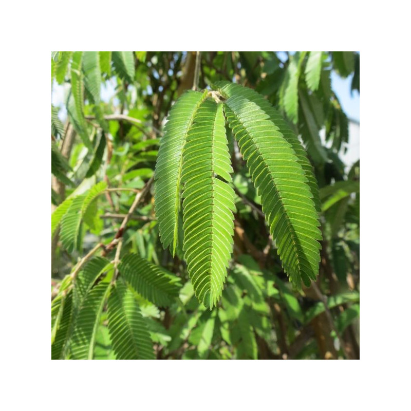 Calliandra tweedii