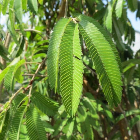 Calliandra tweedii