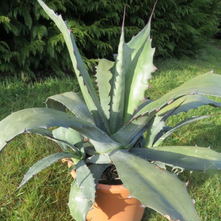 Agave ferox