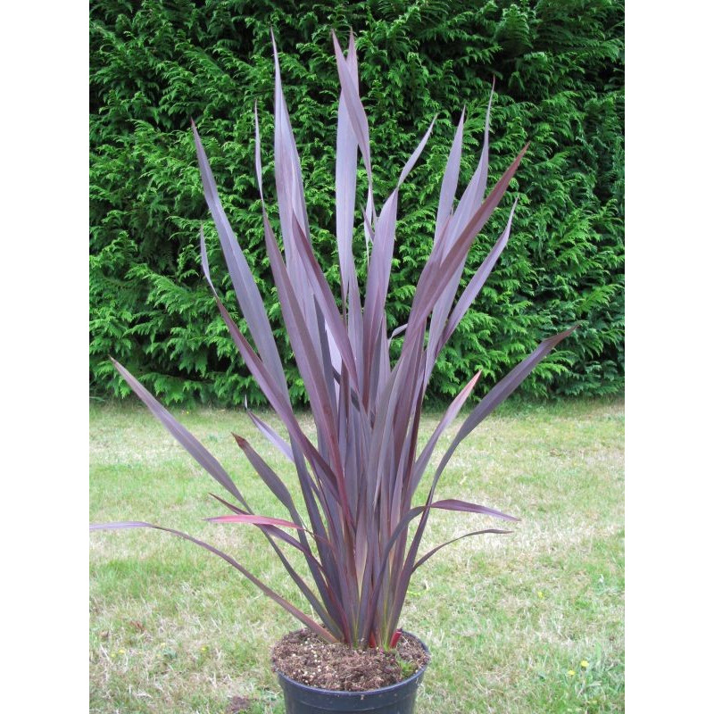 Phormium tenax 'dark avocado'®